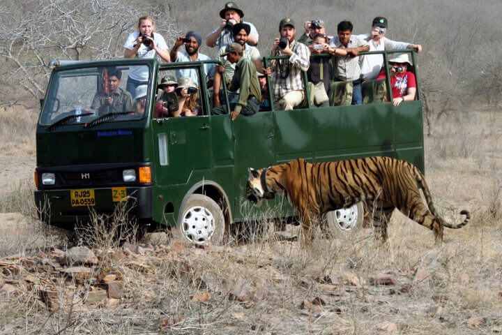 Canter Safari In Ranthambore